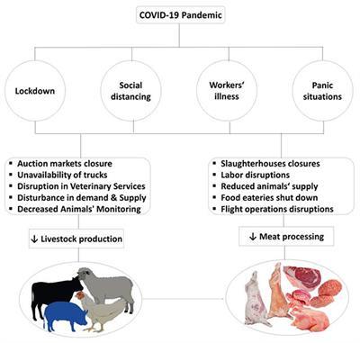 Frontiers Meat Production and Supply Chain Under COVID 19